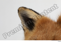  Red fox ear 0005.jpg
